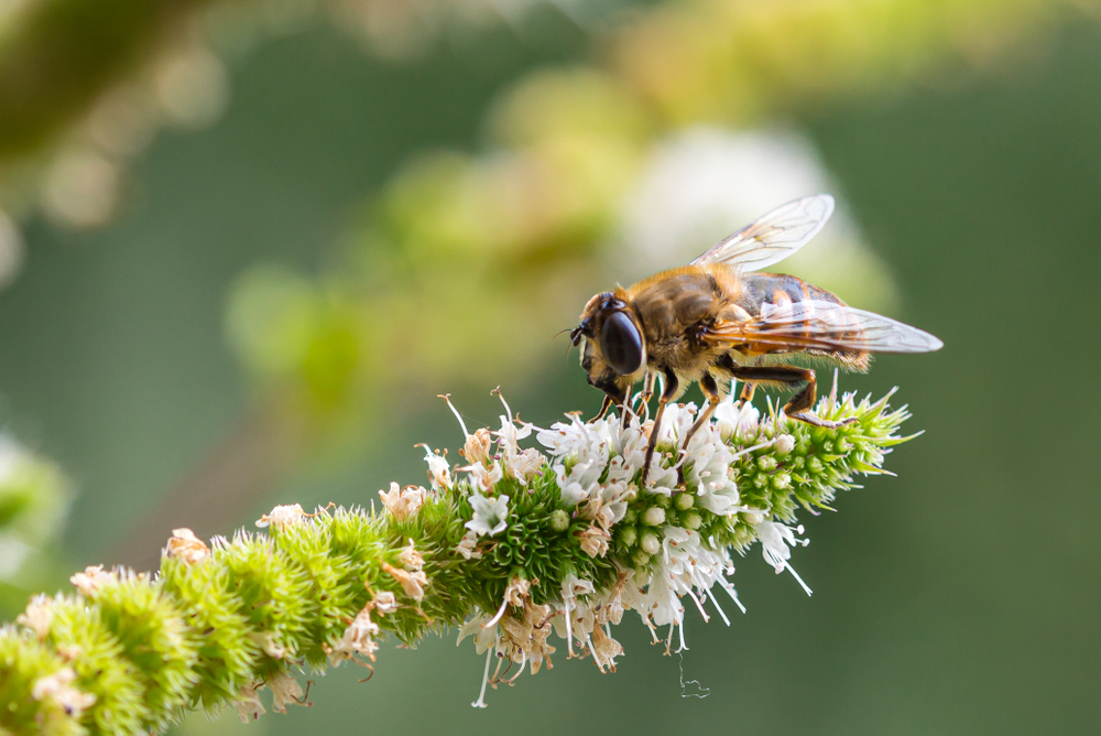 biodiversity case study preview