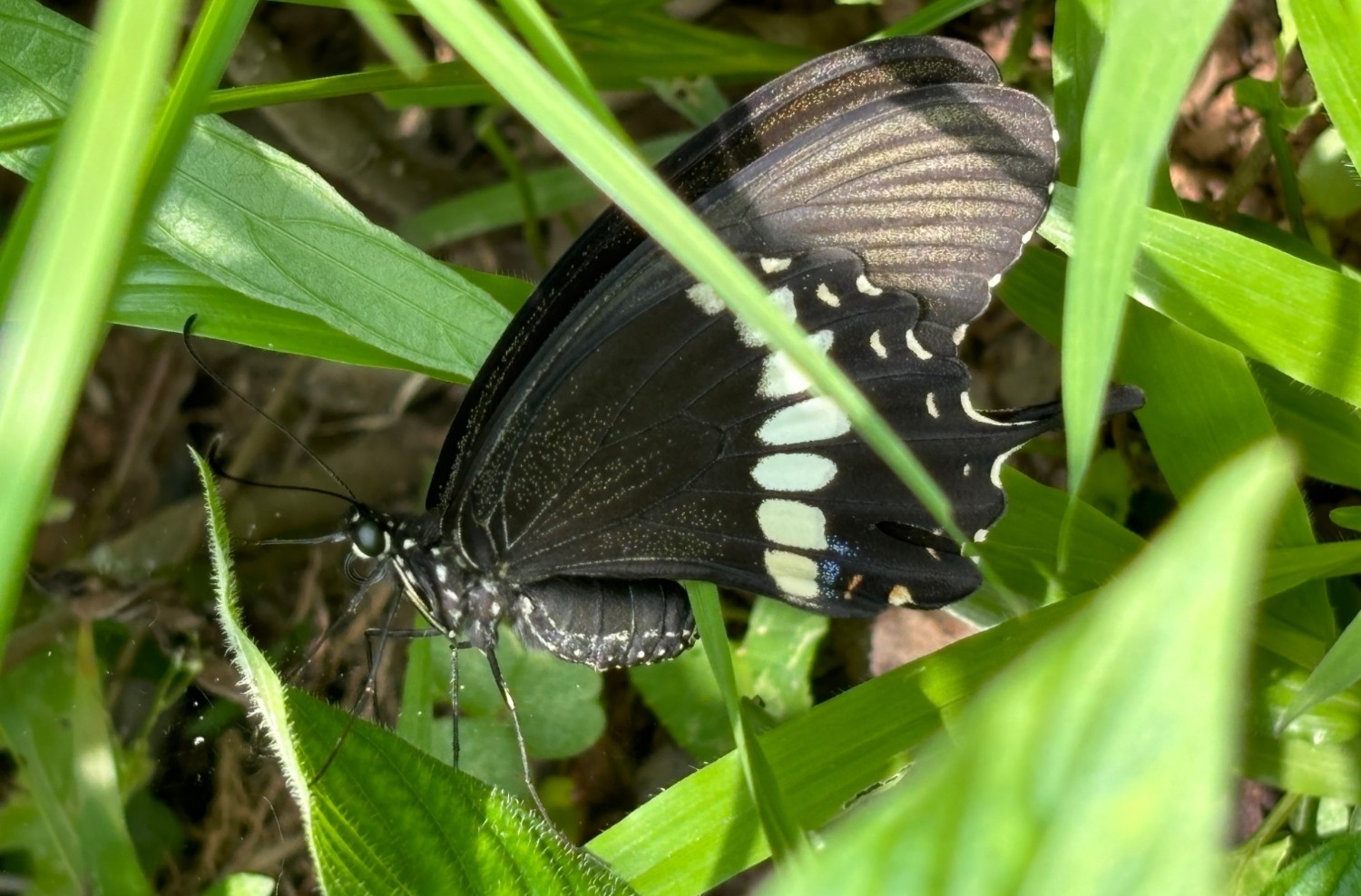 nature-strategy-case-butterfly-1